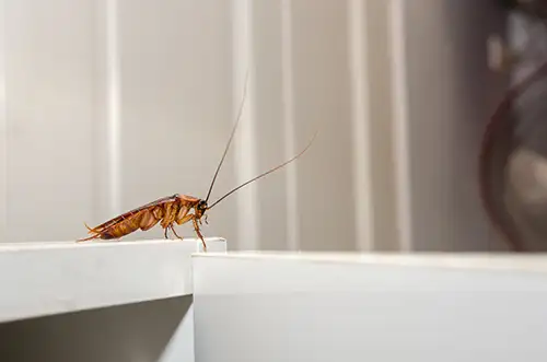 How to Prepare for a Cockroach Exterminator in your area