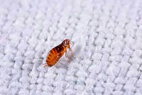 How to Prepare for a Flea Exterminator in your area